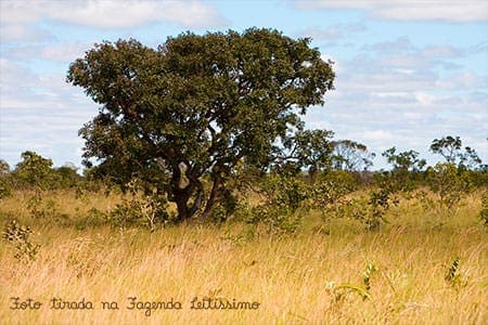 cerrado-baianao-na-leitissimo