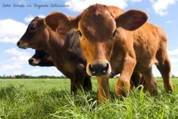 Bezerras no pasto da Fazenda Leitíssimo