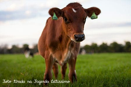 bezerrinha-fazenda-leitissimo