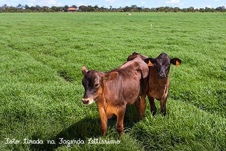 pasto-verde-da-leitissimo