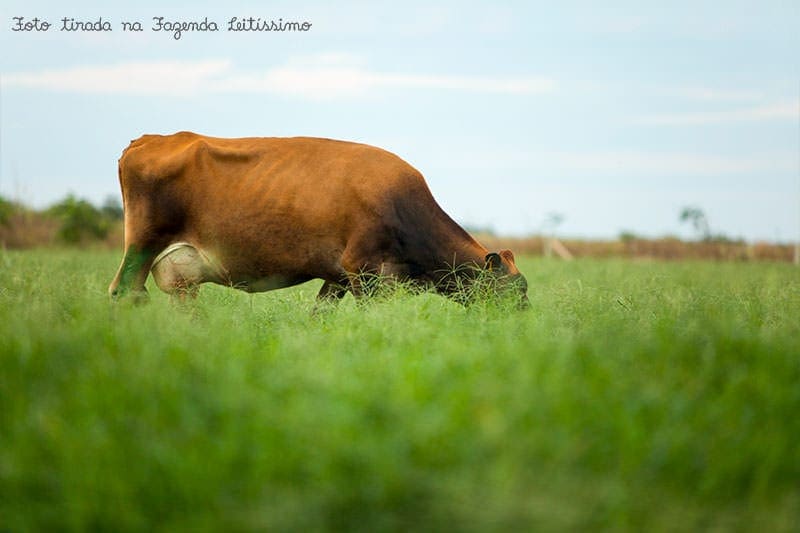 vaca-no-pasto-da-fazenda-leitissimo-8336