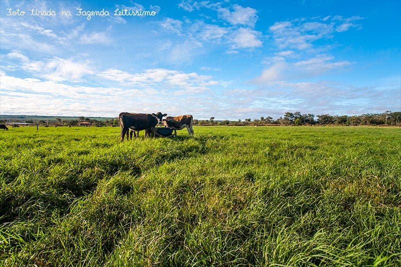 vacas-bebendo-agua-na-fazenda-leitissimo-1663