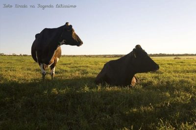 duas-vacas-na-fazenda-leitissimo
